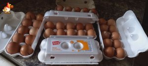 Яйца из Пятёрочки "Красная цена" в инкубатор – проверка на оплод