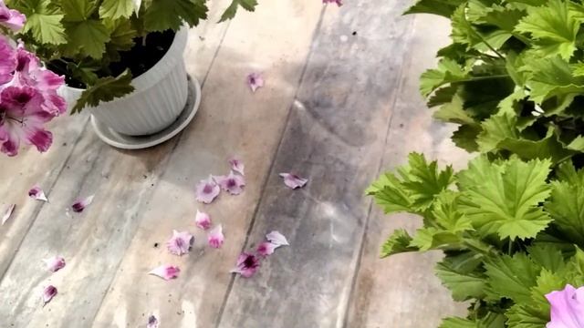 #177.Королевские пеларгонии, видео-каталог часть 7. смотреть онлайн