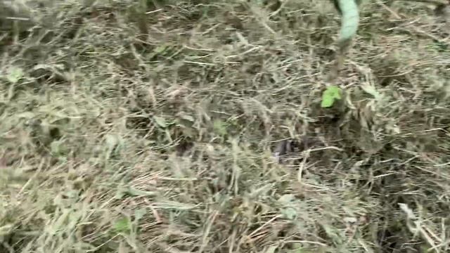 Мульча второй раз. Выращивание томатов июль 2020 смотреть онлайн