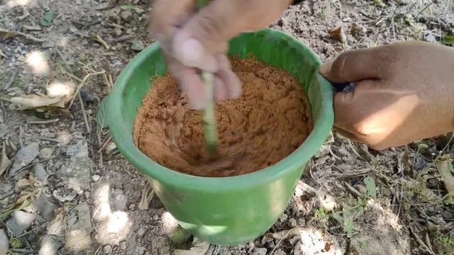 Es exagerada la Cosecha de Limón que se Obtiene al Aplicar este Abono смотреть онлайн