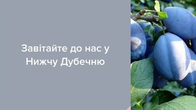 Садовый Центр Зелений Двір - Слива Стенли смотреть онлайн