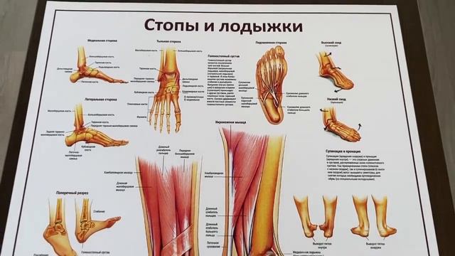 Плакат макета стопы и лодыжки русский язык смотреть онлайн