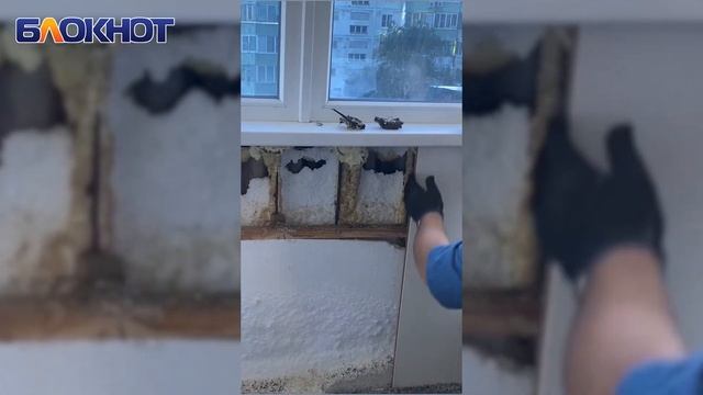 Стая летучих мышей облюбовала многоквартирный дом в Волгодонске смотреть онлайн