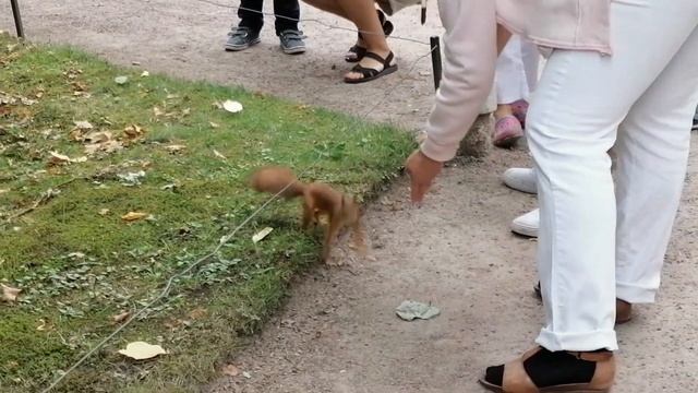 Peterhof 2020 смотреть онлайн