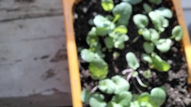 Март.Обзор рассады.Какой водой поливать?Планы. смотреть онлайн