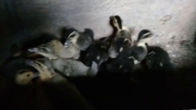 Утята голубой фаворит. смотреть онлайн