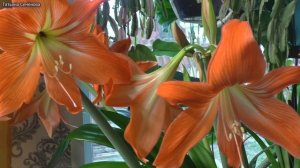 Дружные всходы шубкой за 3 дня! Деньги на ветер? Огород после заморозка. Зацвёл гиппеаструм ?