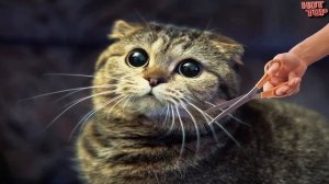 Что будет, если кошке обрезать усы