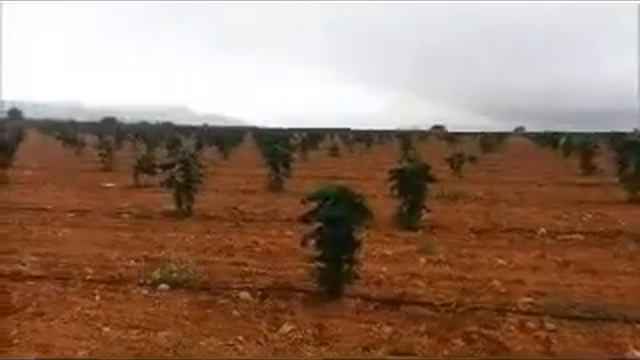 Павловния. Выращивание. Уход за плантацией и предназначение древесины. смотреть онлайн