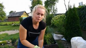 Сажаем вереск правильно в открытый грунт. Почва для вереска. Деревенские будни.