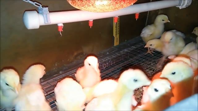 Температура и освещение в брудере