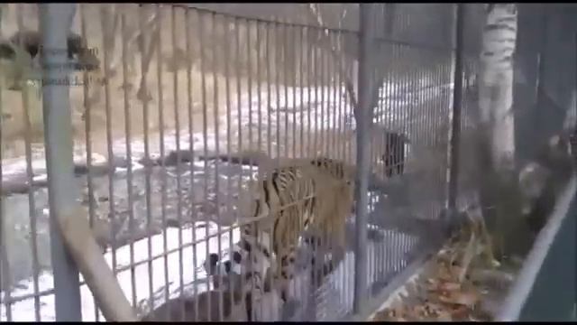 Тимур ГОНЯЕТ Амура по вольеру Амур ОТСТУПАЕТ смотреть онлайн