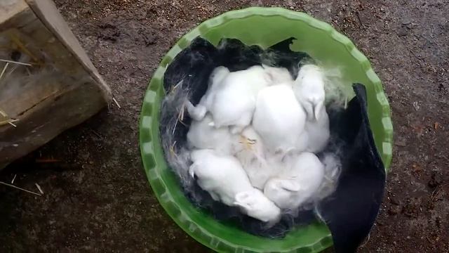 Дедовский метод замены постилки в маточнике кроликов. смотреть онлайн