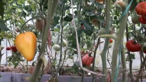 ???ТОМАТ ((( ЖЕЛТОЕ СЕРДЦЕ)))