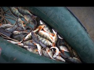 Как я наловил окуней зимой. Клёв бешеный, жаль первый лёд растаял.