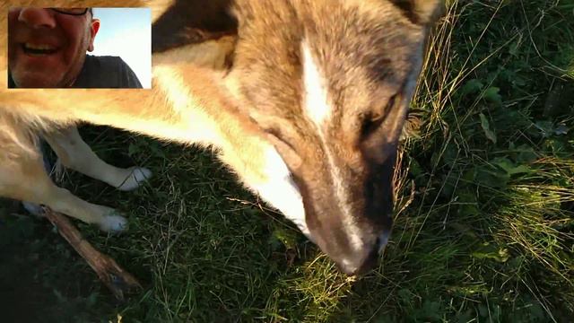 Вая,Вишера,собаки. смотреть онлайн