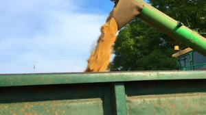 Выращивание Амаранта в России. Уборка.