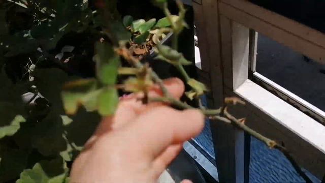 Muhteşem sardunya atlas çiçeği begonvil suculent kaktüs Acem halısı çiçeklerim çiçek AÇTIRAN kürler смотреть онлайн