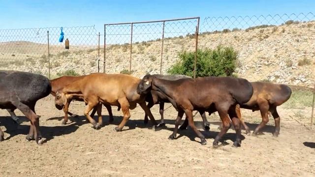 Гиссарский бараны 04.07.2020 года К/Х Нурзода / Гиссарский кочкары. смотреть онлайн