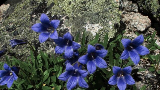 подарок на день рождение смотреть онлайн