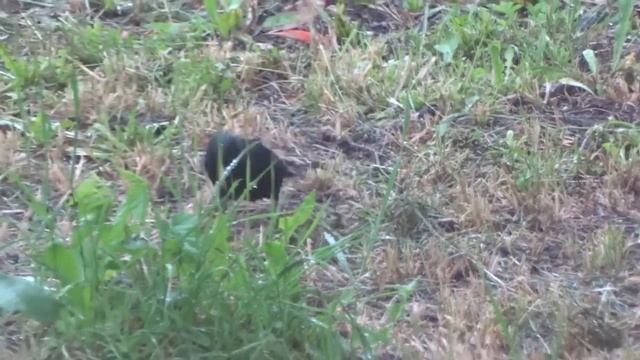 Скворец птица. Скворцы в мае в Краснодарском крае смотреть онлайн