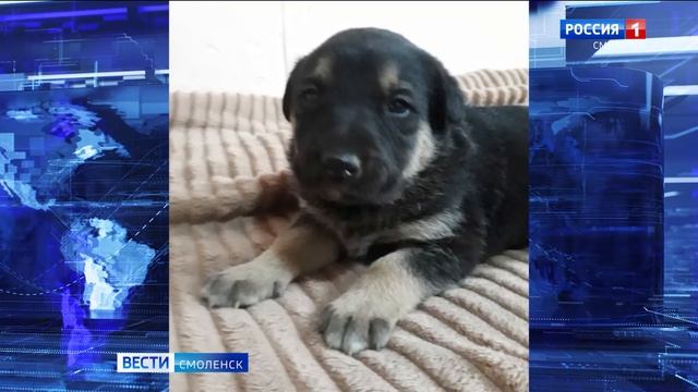 Смолян которые возьмут себе питомца ждут подарки