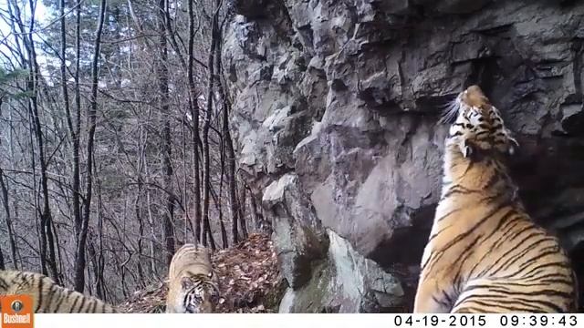 Тигрица Кия с тигрятами смотреть онлайн