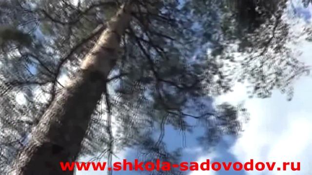 Прогулки по саду смотреть онлайн