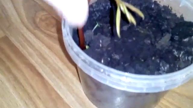 Как вырастить Манго дома смотреть онлайн