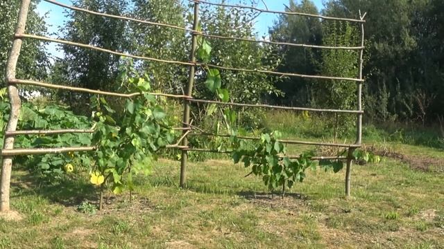 Продажа участка 50 соток с модульным строением в Псковской области смотреть онлайн