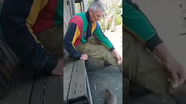 Животные на Чукотке #видео #shorts #топ #север #билибино #чукотка #навахте #работаю насевере #звери смотреть онлайн