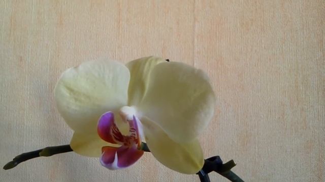 Изменение окраски фаленопсиса на примере желтой орхидеи.На что обратить внимание при покупке. смотреть онлайн