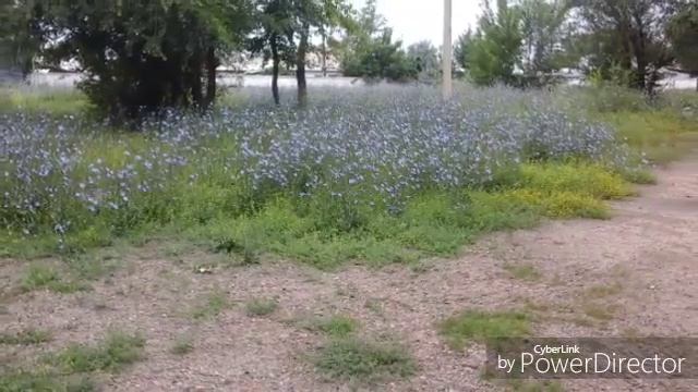 Поле цветов смотреть онлайн