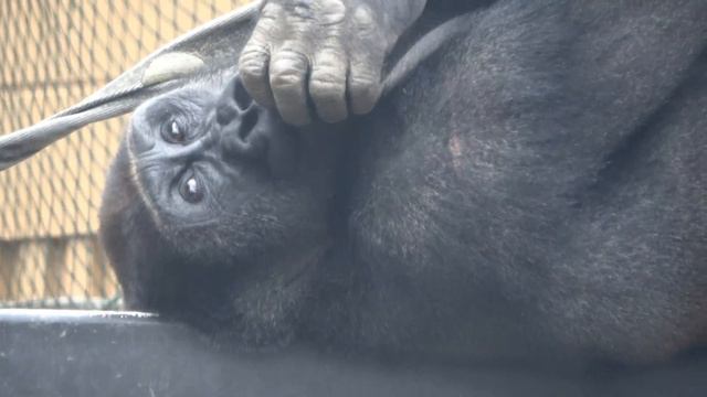 After playing with Dad, Kintaro grooms Mom Genki. 【Kyoto Zoo】Gorilla смотреть онлайн