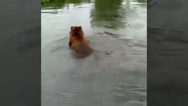 Медведь ловит рыбу.mp4 смотреть онлайн