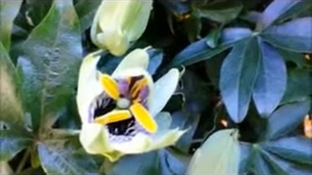 Quand s'ouvrent les fleurs de la passion ! смотреть онлайн