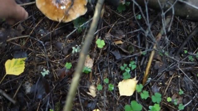 БЕЛЫЕ, ОСЕННИЕ ОПЯТА, ПОДОСИНОВИКИ! Сбор грибов в августе смотреть онлайн