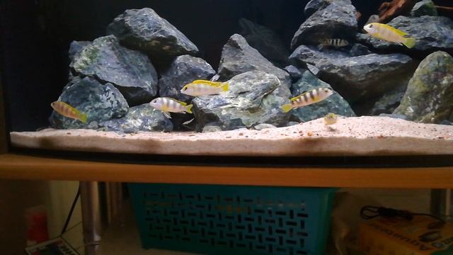 Labidochromis Perlmutt смотреть онлайн