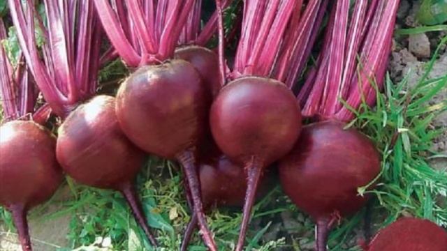 КАК ОБРУСЕЛА СВЁКЛА почему свёкла стала национальным продуктом на Руси смотреть онлайн