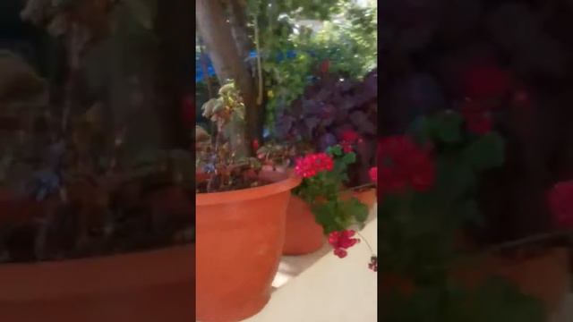 Flowers in Lebanese country смотреть онлайн