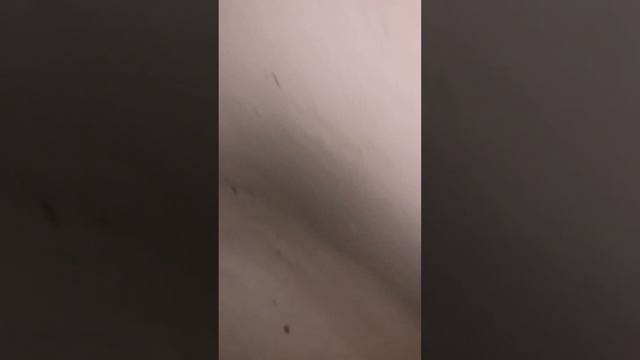 Как МУХИ ОБОС РАЛИ колонку смотреть онлайн