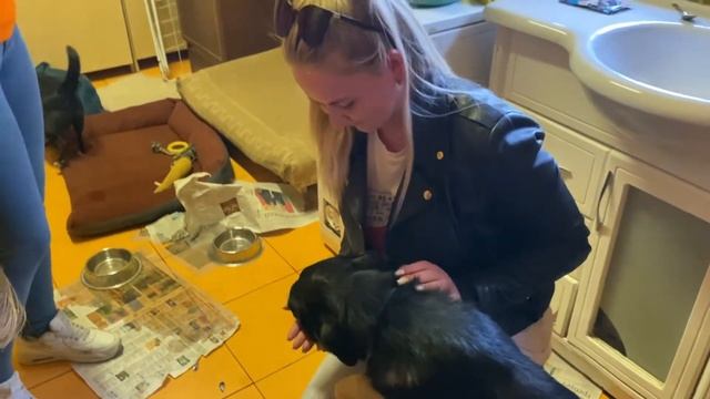 Привезли корм в приют для животных смотреть онлайн