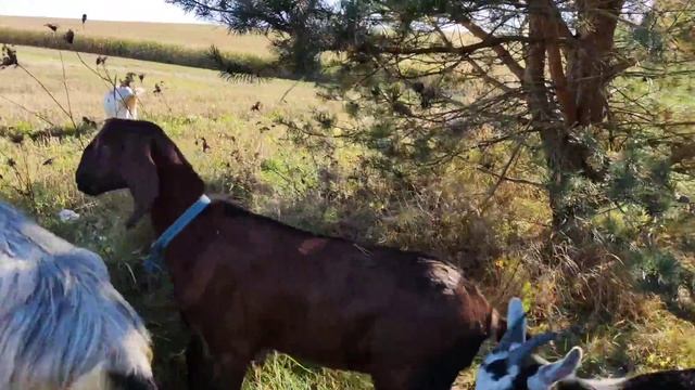 Розповідаю про нову козу і як я лікую молочний зоб у кіз . смотреть онлайн