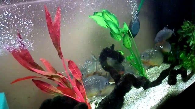 КОРМЛЕНИЕ ГУППИ СЫРОЕ МЯСО+КРЕВЕТКИ(субтитры) смотреть онлайн