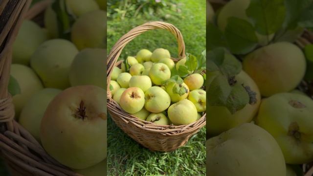 Сорт «Антоновка» лучший для осенних яблочных пирогов🍏#shorts смотреть онлайн