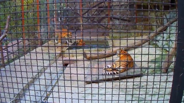 Зоопарк Сказка.Ялта.Тигры играют. смотреть онлайн
