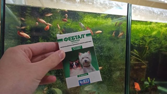 БОРЬБА С ГИДРОЙ В АКВАРИУМЕ - ВЕРНЫЙ МЕТОД смотреть онлайн