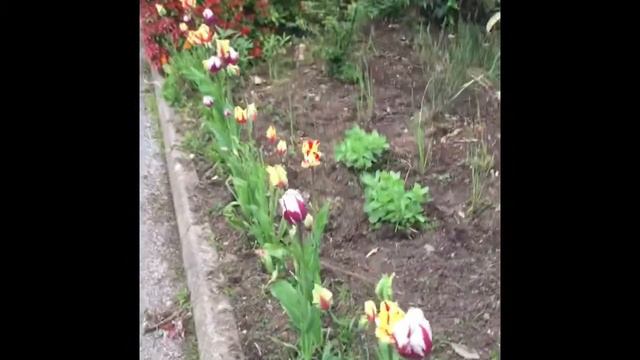 Butterfly & Bee Garden смотреть онлайн