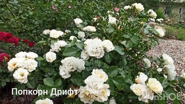 Непрерывно цветущие розы: Лидия, Попкорн, Белингтон. смотреть онлайн