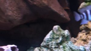 Фронтоза (Cyphotilapia frontosa)